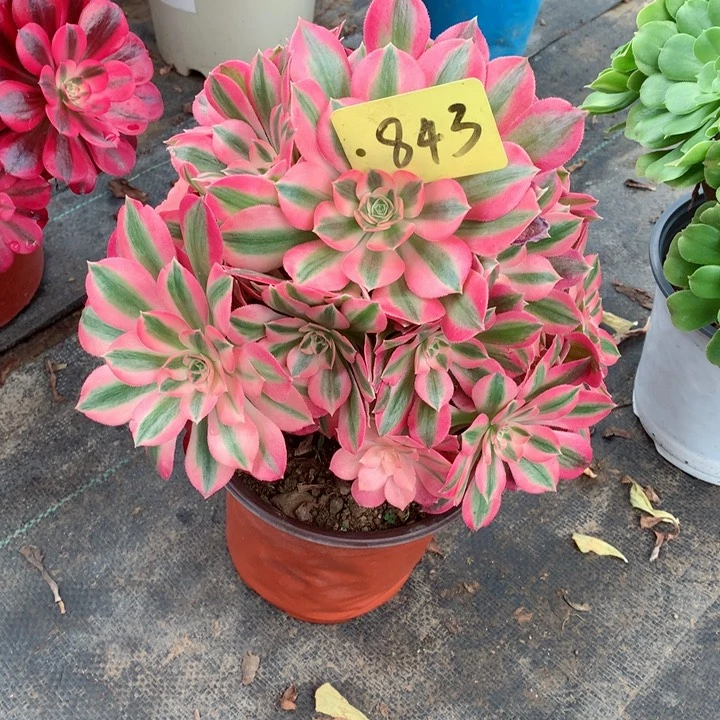 843粉女巫多肉111111