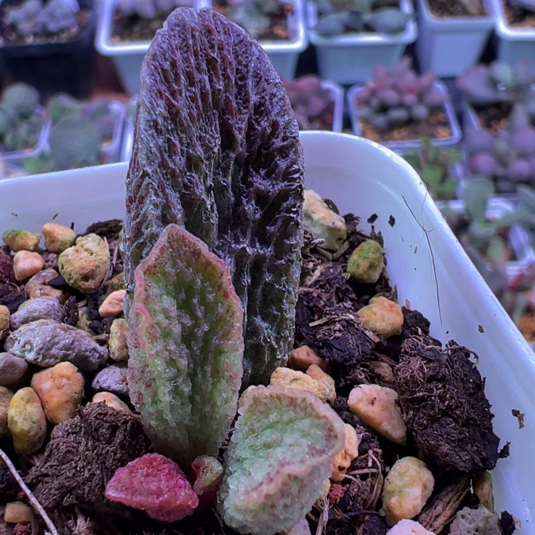 大叶型鱼鳞纹实生新品大苗