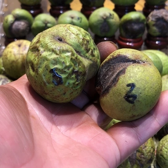 吊坠桃核核桃核桃