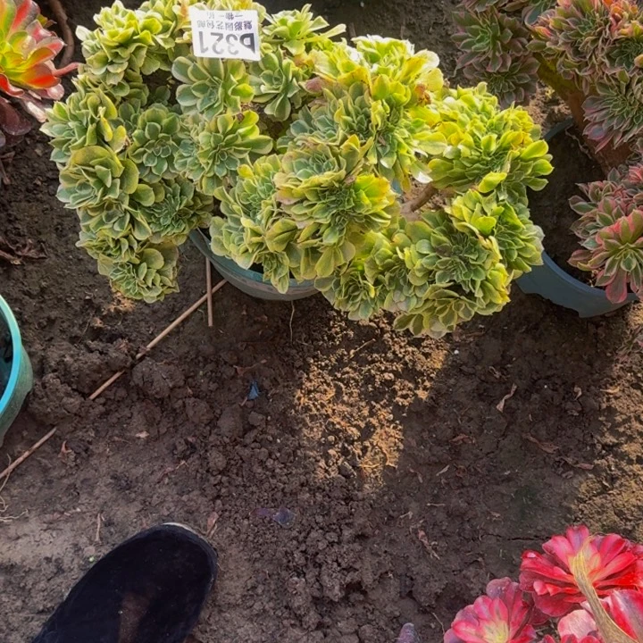 小***女迈巴克花30-33包邮花花