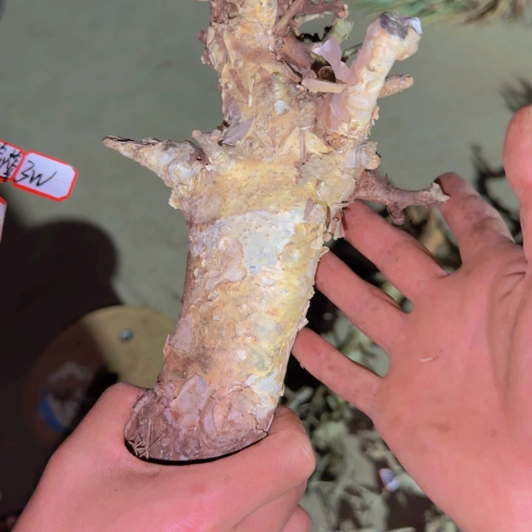 嘿****呵块根植物块根植物