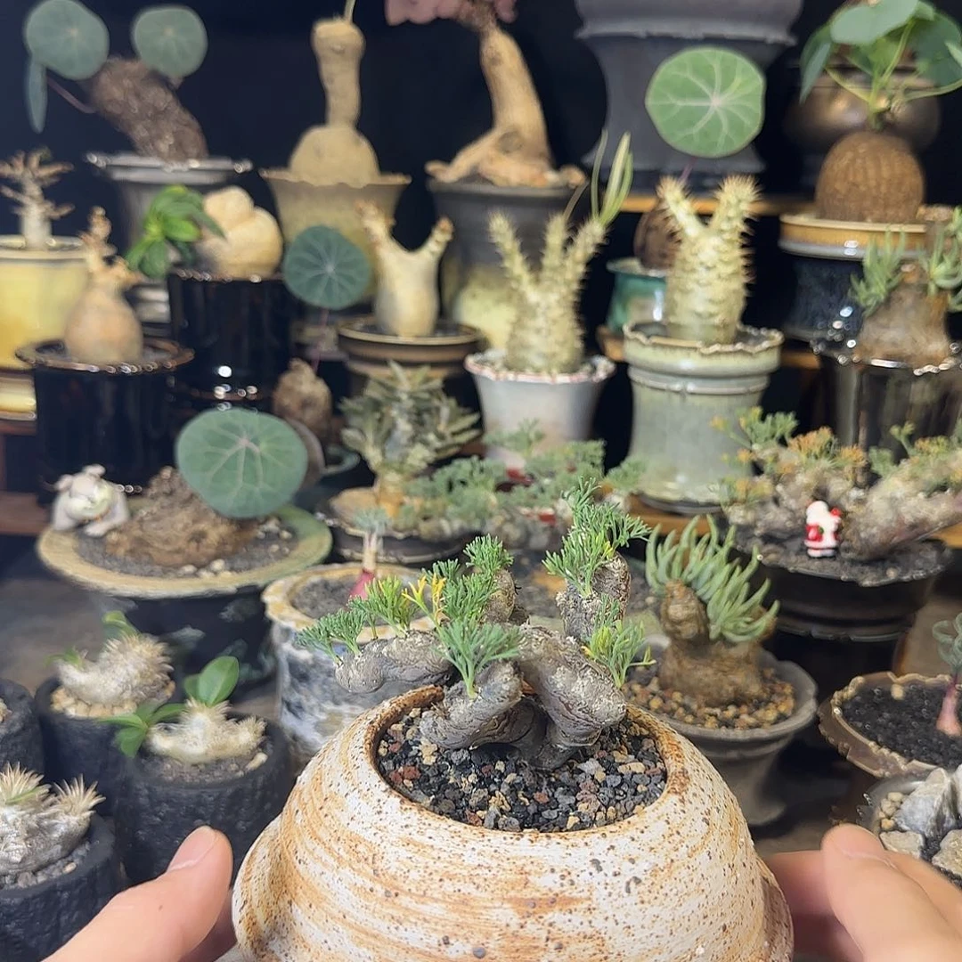 一物一拍黑皮月界580