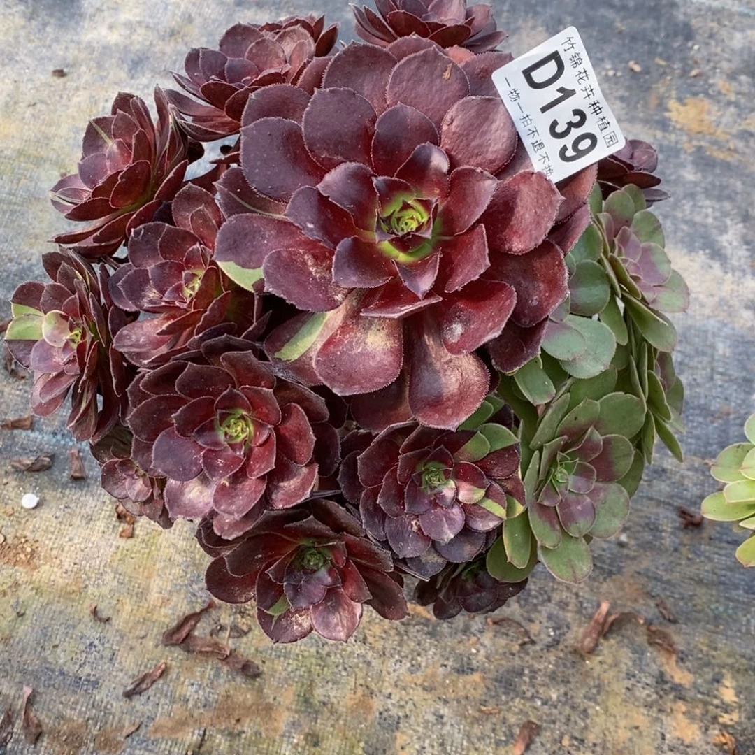 139黑美人福利小棵