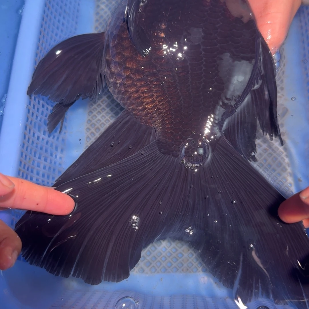 蝴蝶鲤鱼墨墨蝶球体