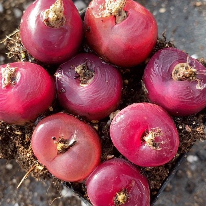 1620红蟠桃一组一组