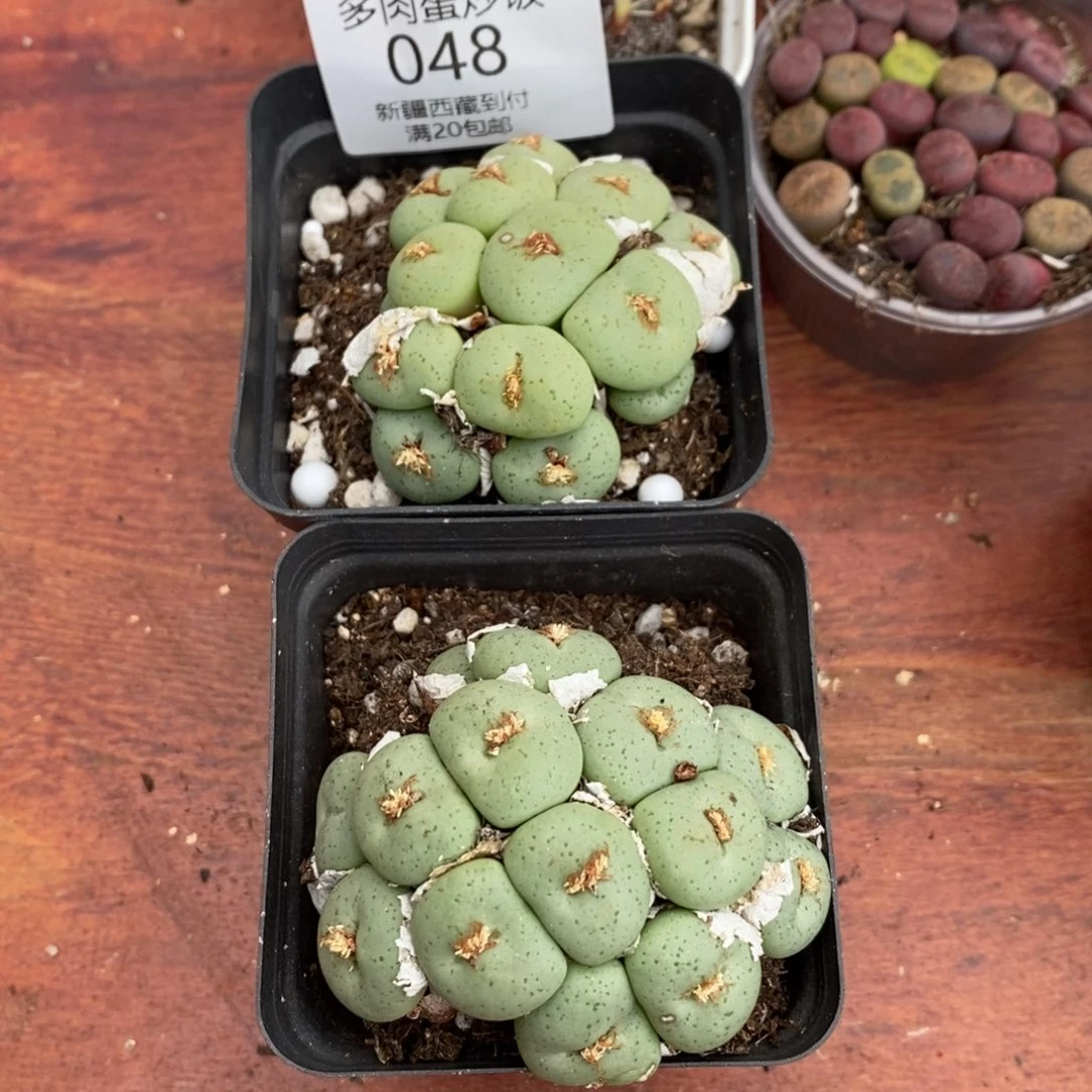 感谢您的支持，0048