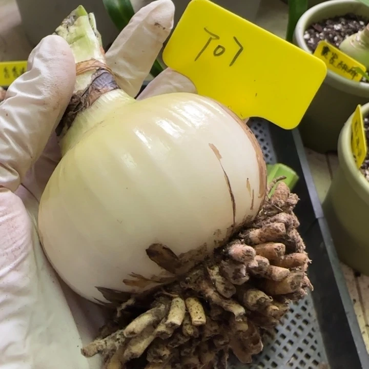 无花朵T07,7+裸球发货