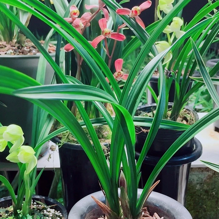 雪***A完全开放一物一漂亮