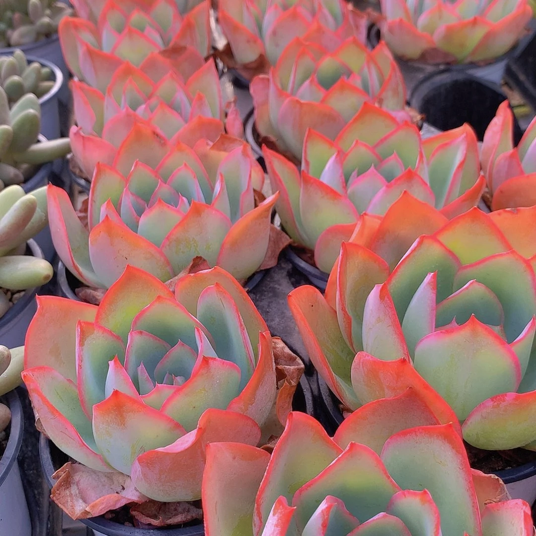 霓虹灯34568899900