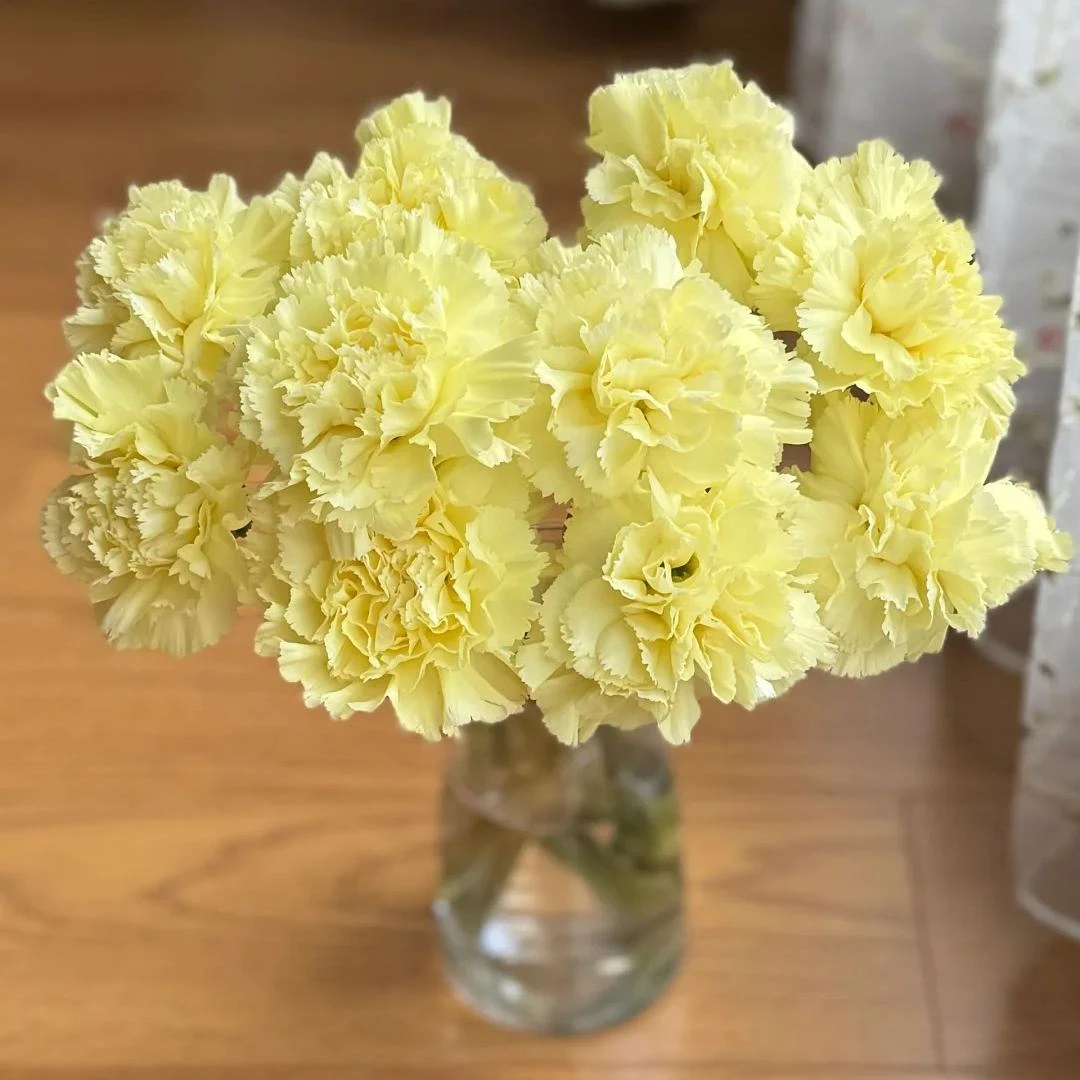 【顺丰上门】单头康乃馨，奶黄色，云南鲜花，高定严选！