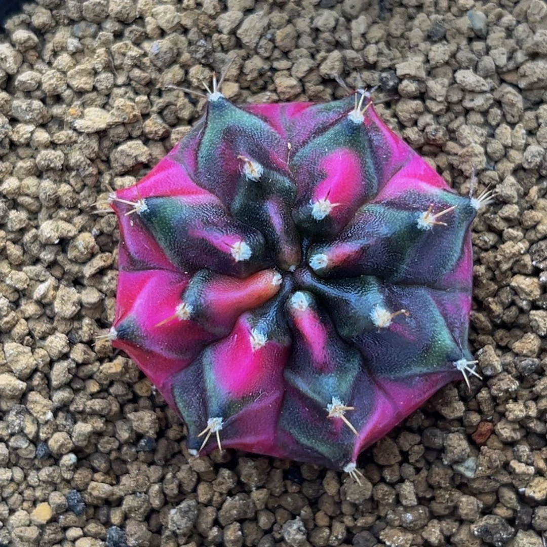 小猪 米哈仙人球