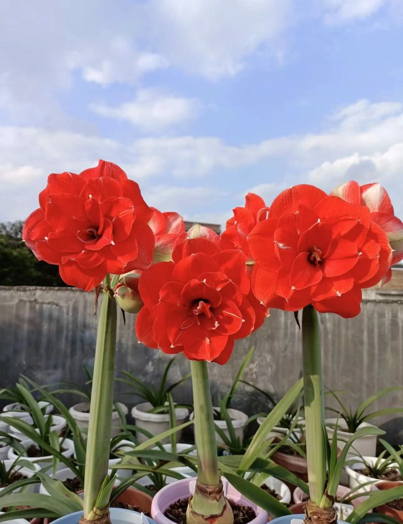 （尼拉）进口朱顶红种球