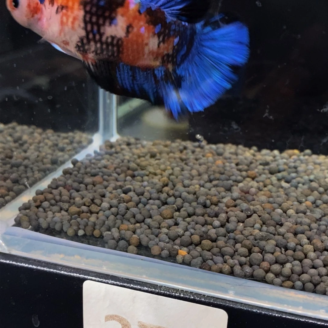 热带鱼公278巨斗