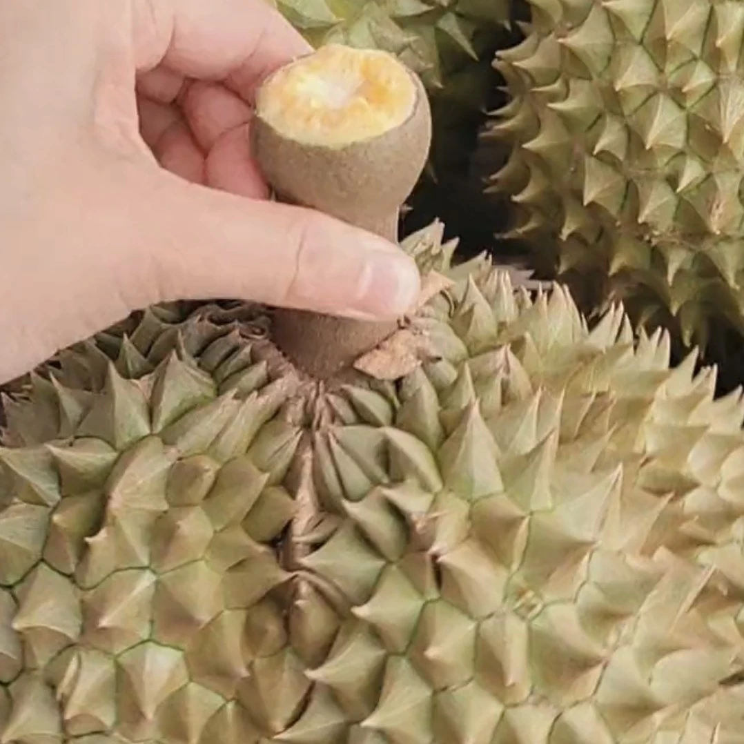 丫莲海南树熟榴莲(金枕)