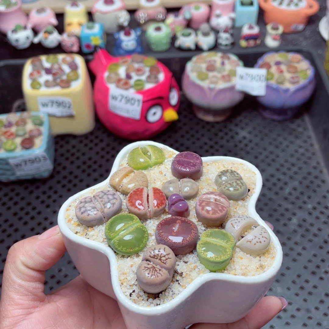 w7904 -零下地区拍保温箱-15支持寄养