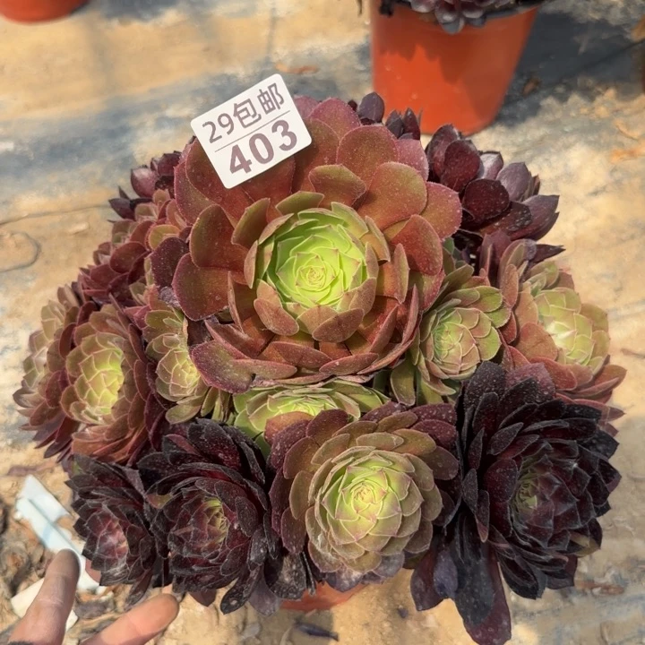 黑寡妇阴阳……多肉植物……