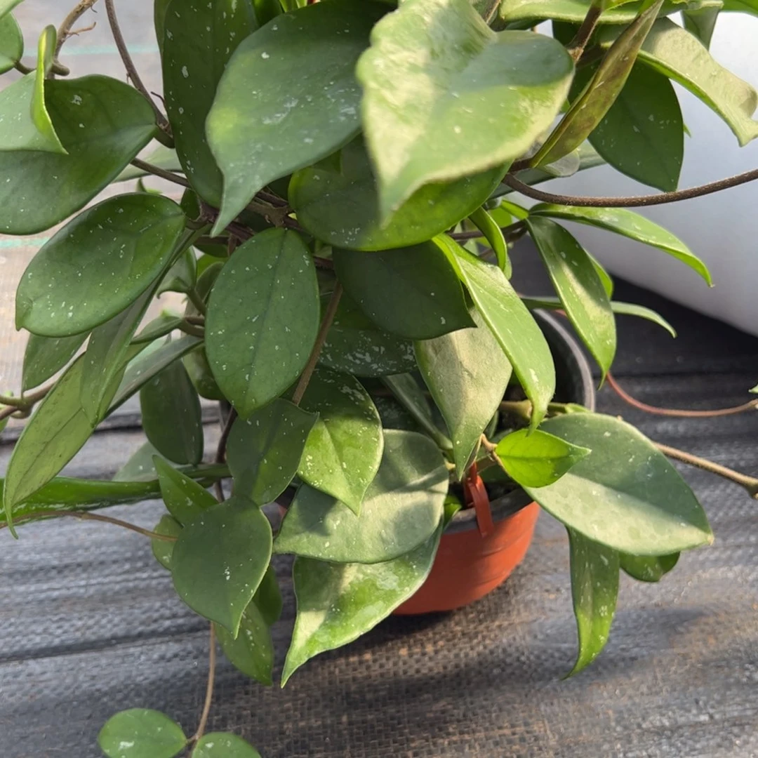 开***姐无花朵绿叶红花球兰