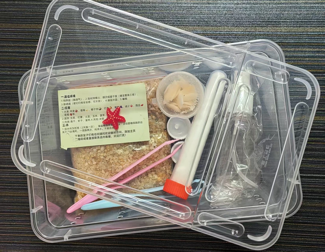 寄居蟹饲养套餐新手饲养