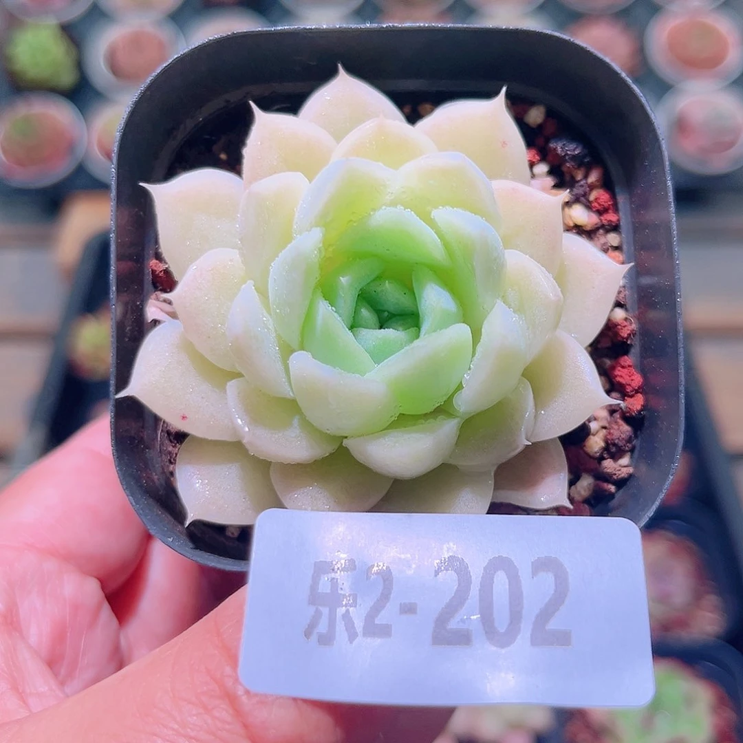 乐然2-202 白冰雪女王