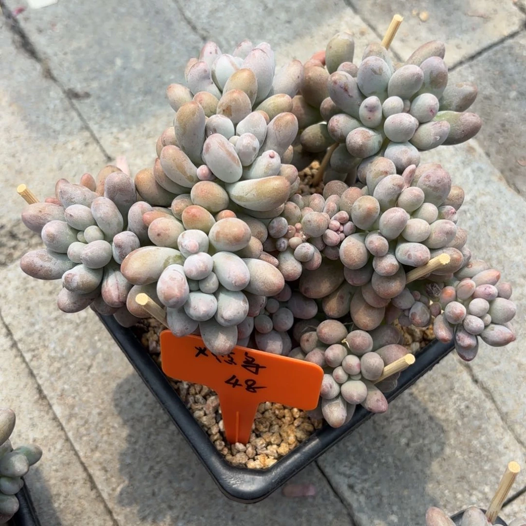 全部花朵11111111111111111111