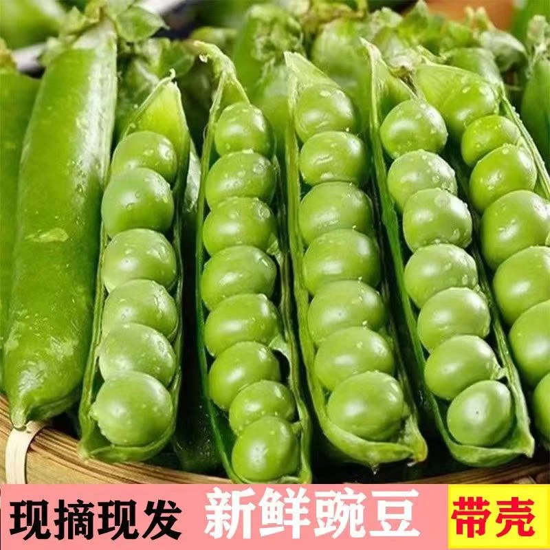 【现摘】农家豌豆荚新鲜水果豌豆带壳青豆应季蔬菜甜脆豌豆荚