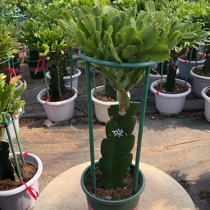 荷花妹妹带花架6188