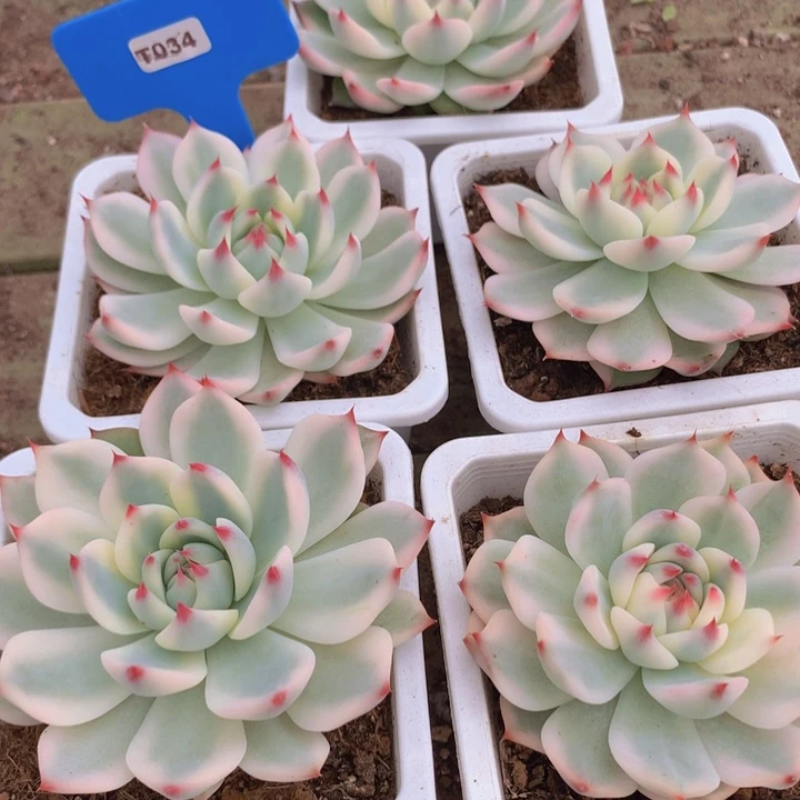 t034吉娃娃锦单头