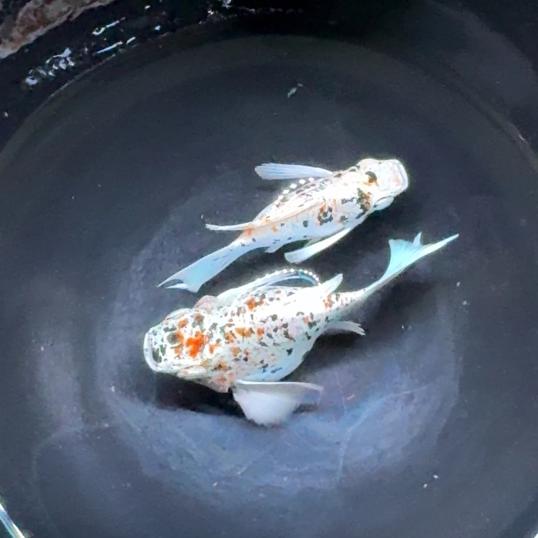 黑玛丽鱼499号玛丽2条