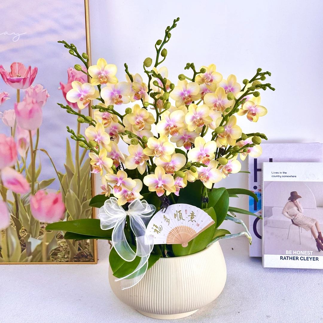 【祥云】室内蝴蝶兰花盆栽  年宵花  懒人绿植  送人送礼