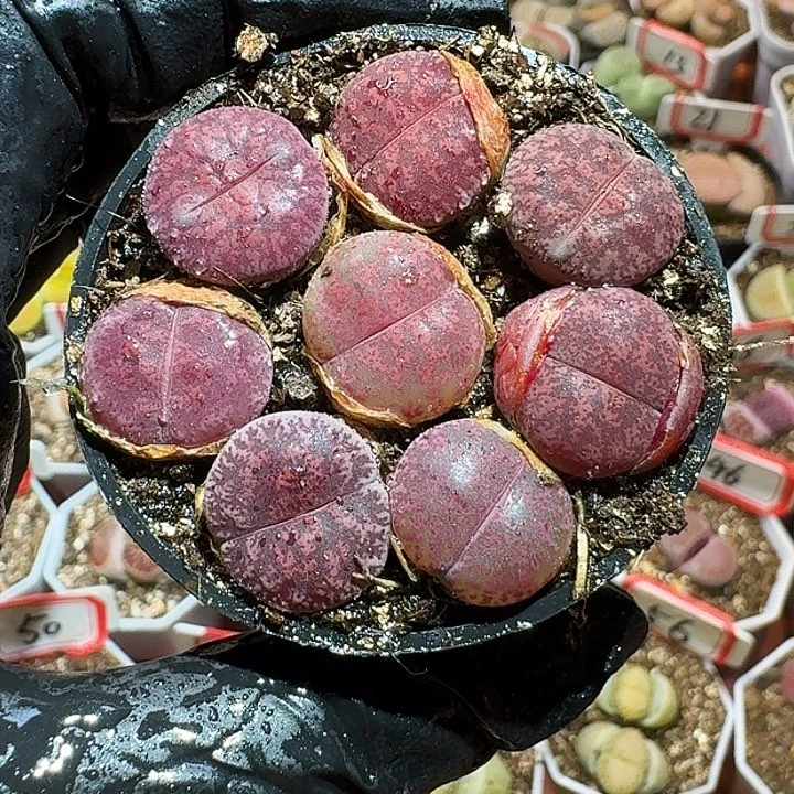 生石花223//。 70