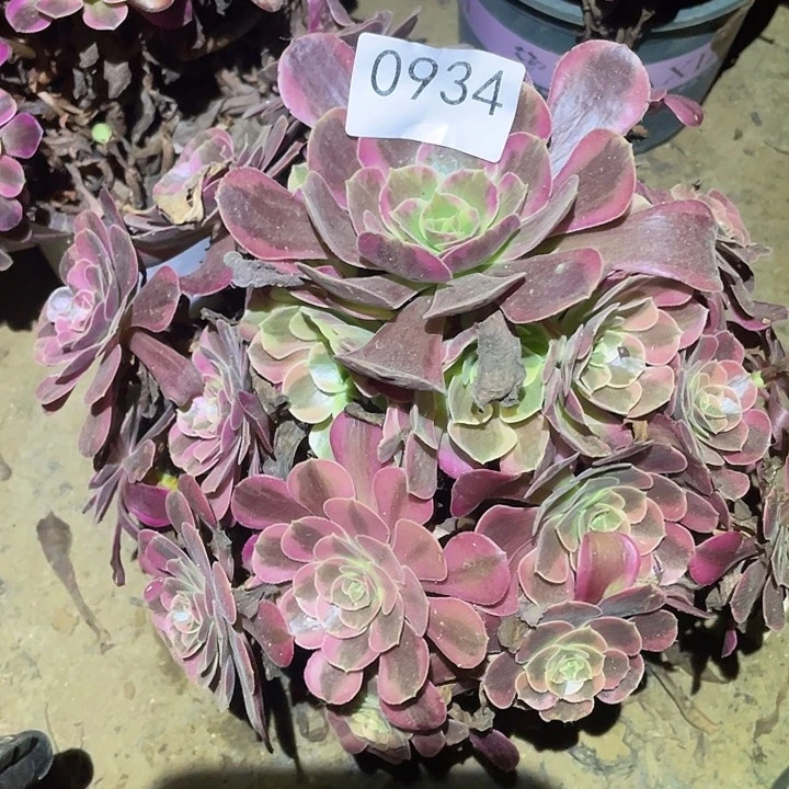 多肉植物法师934凤冠