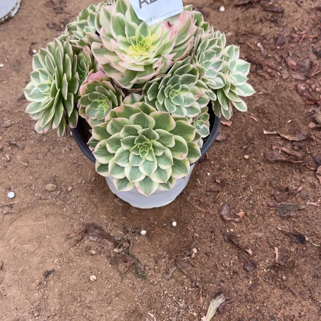 蓝***菲海王多肉断枝不包250