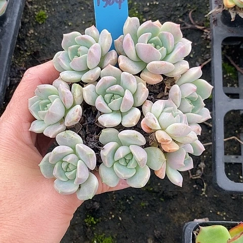 夜**兰1384多肉植物老桩
