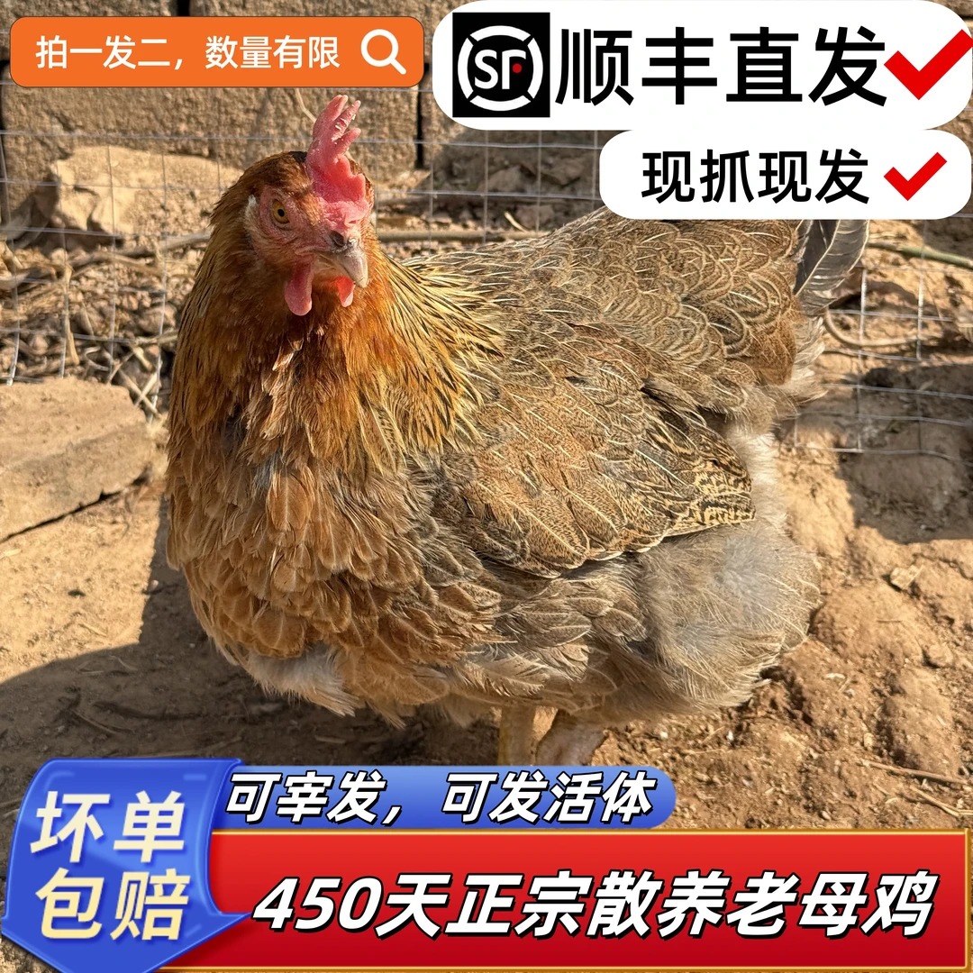 450天老母鸡清远麻鸡农村散养老母鸡下蛋鸡顺丰直发五谷杂粮活鸡