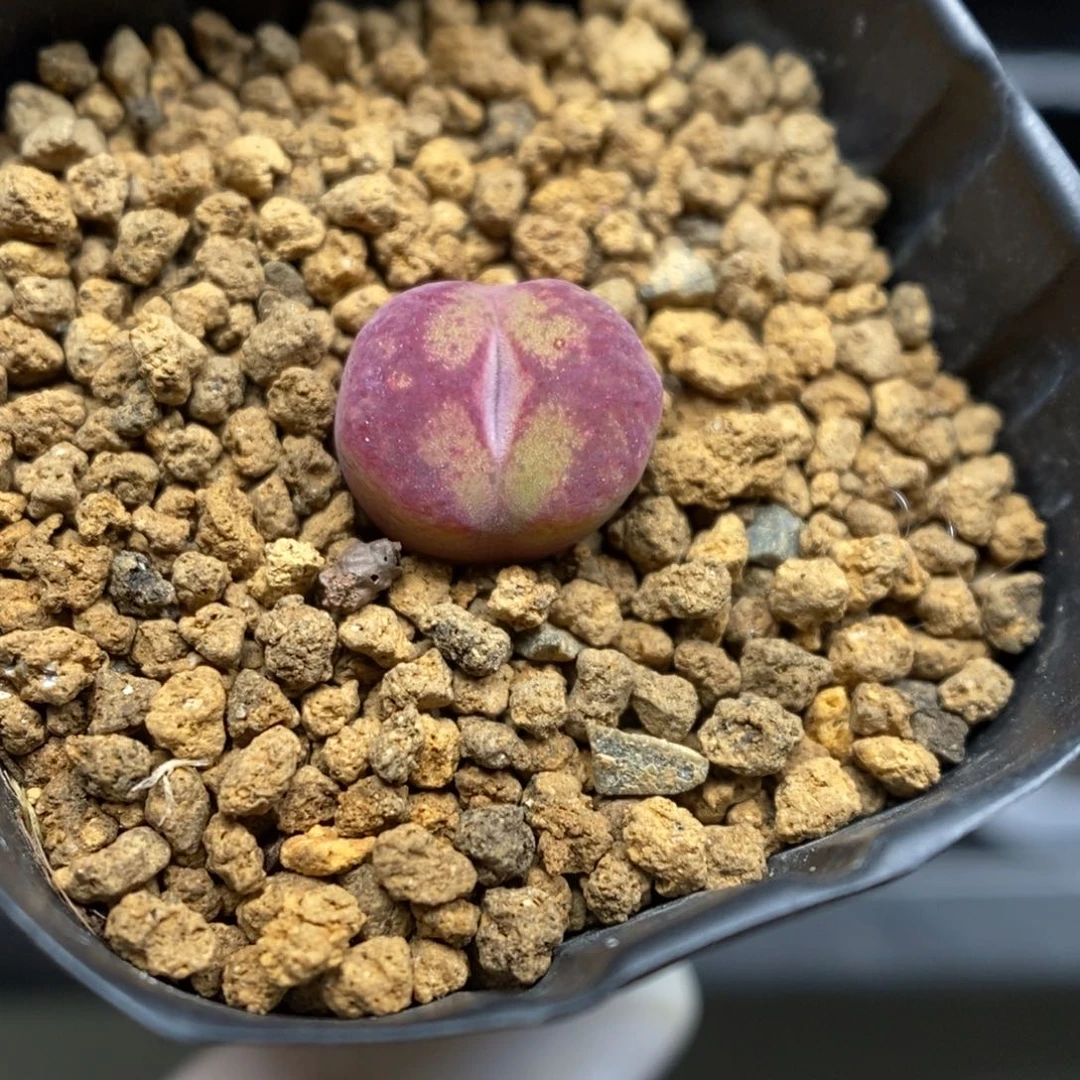 多肉植物肉锥杂交K-3550