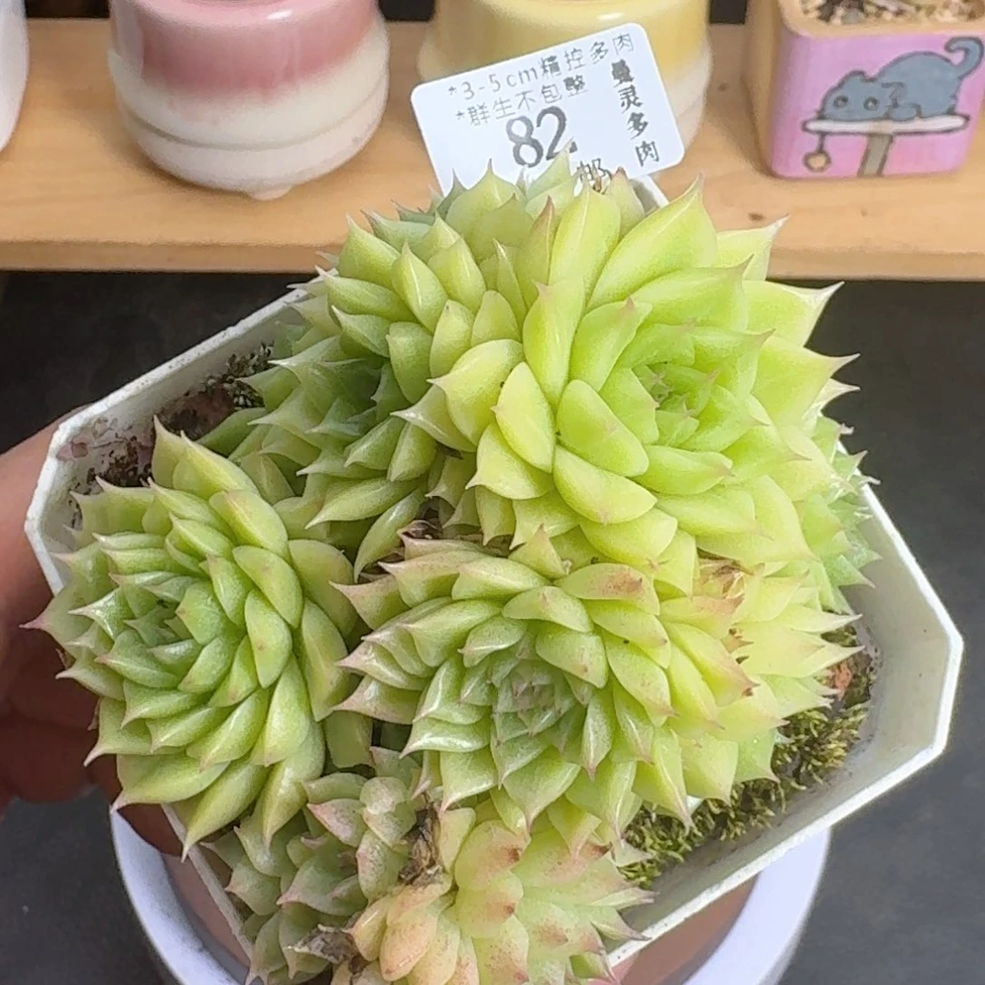多肉一物一拍2982
