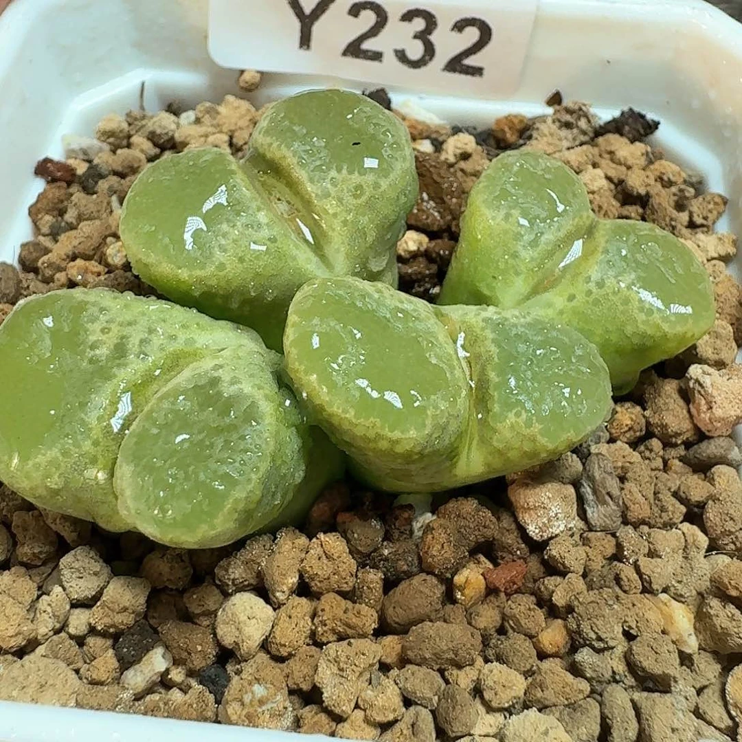 232号多肉植物哇f