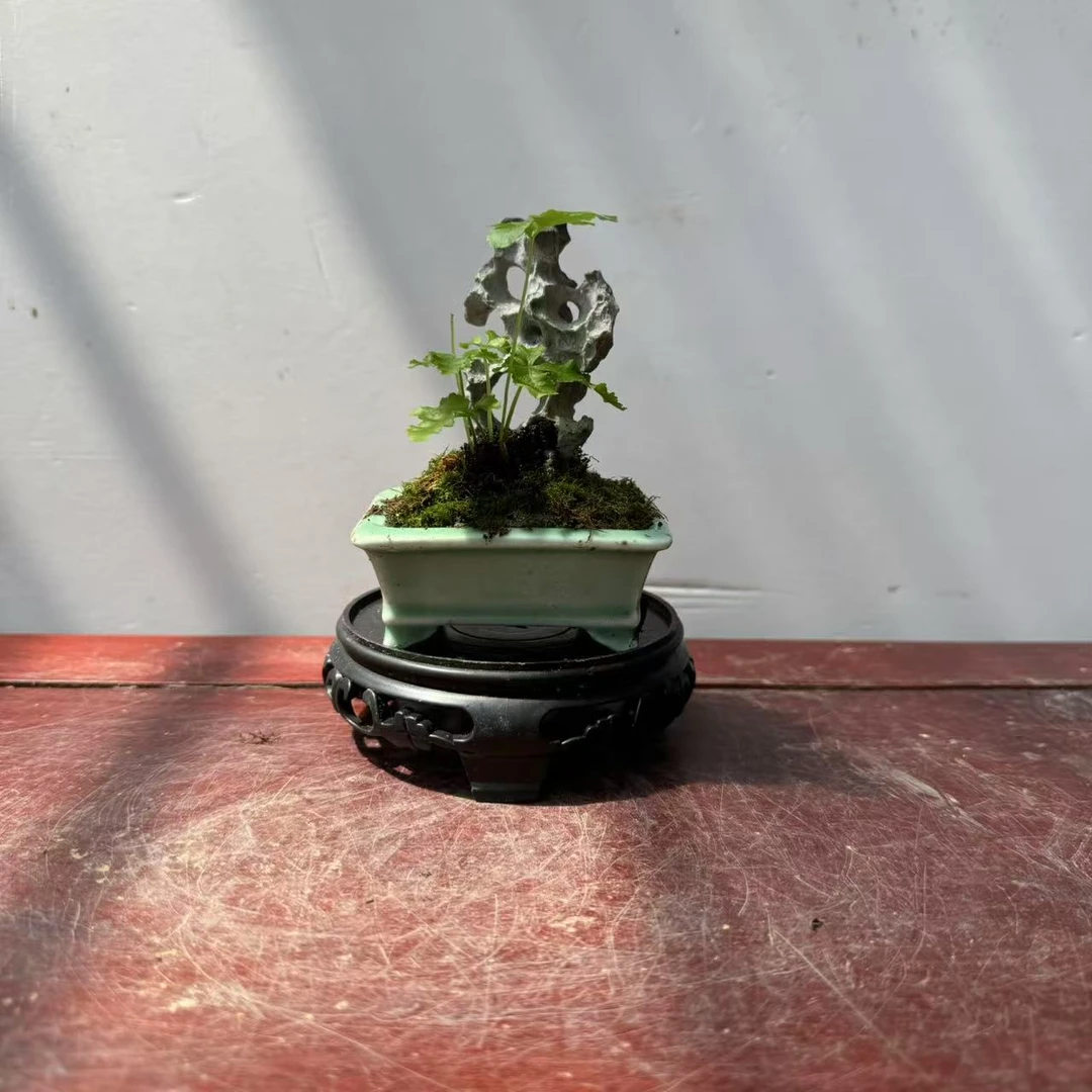 QC08#青瓷阿波蕨盆景