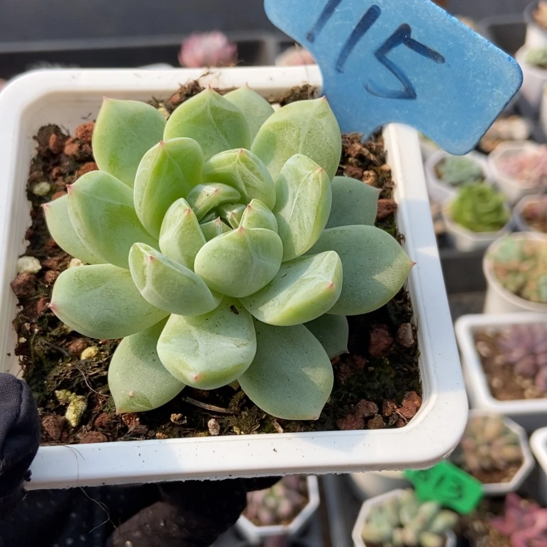 115雪花珍妮多肉植物保护