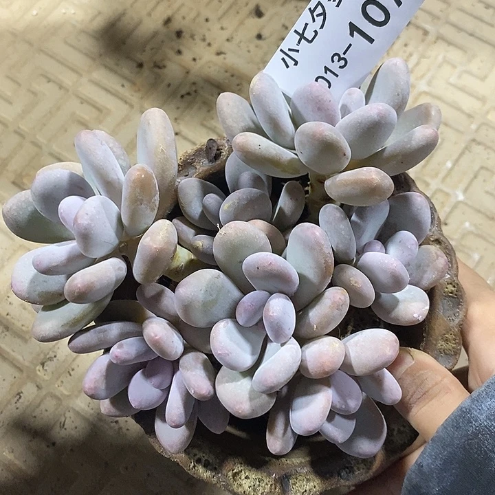 小七夕多肉桃美人107