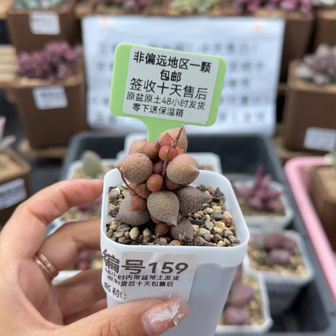 ?****࿐159小辣椒多肉植物