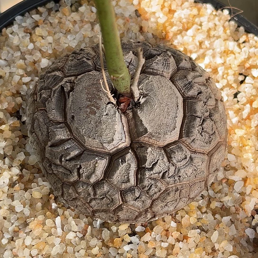 精品南非龟，八字龟，