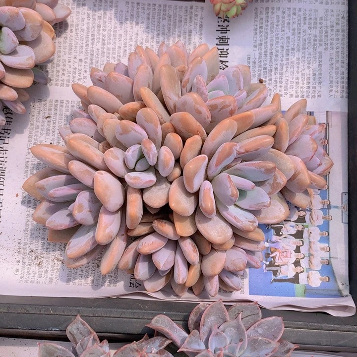 肉*墩粉兔大朵朵自然群