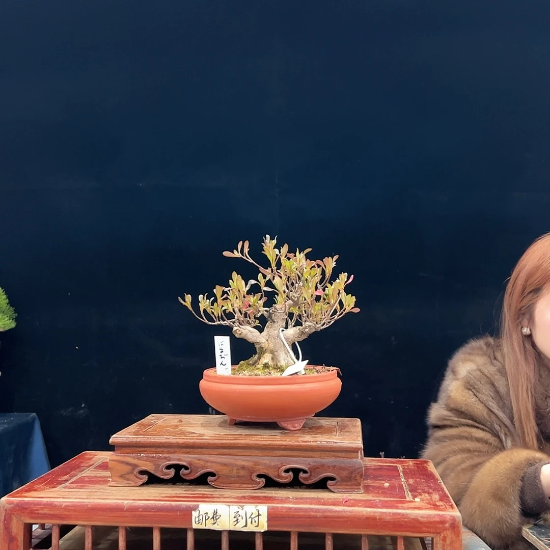 ****️无花朵杜鹃花的诗作是