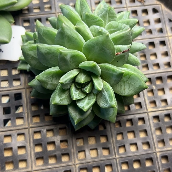 葡***子美人杂交，一物一拍