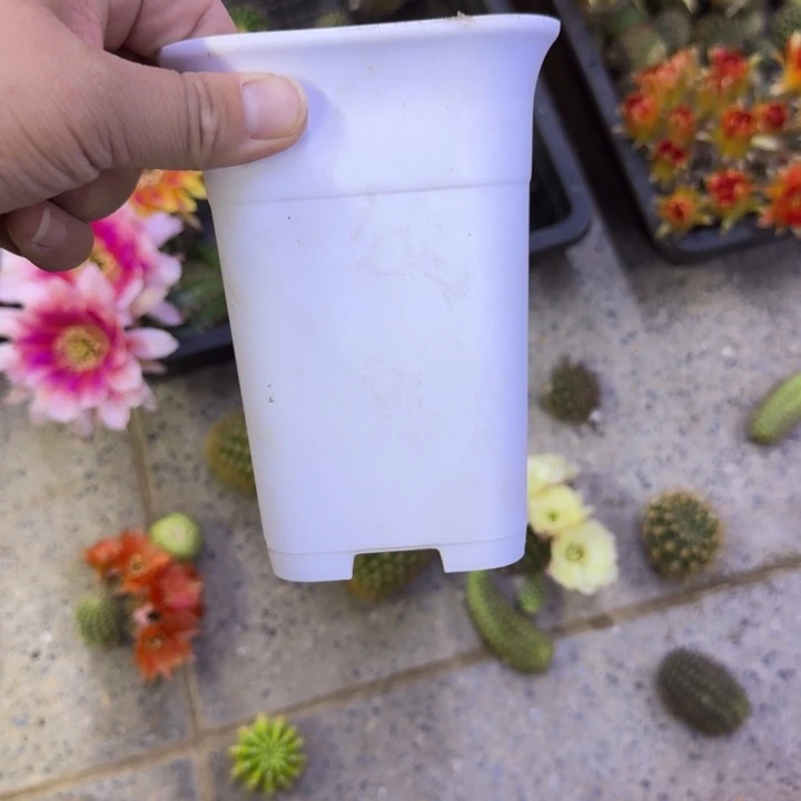 5个白万象盆口径10公分无托,20包邮