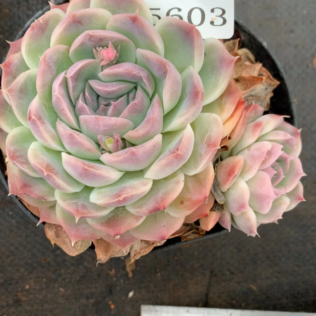 5603杂交多肉植物