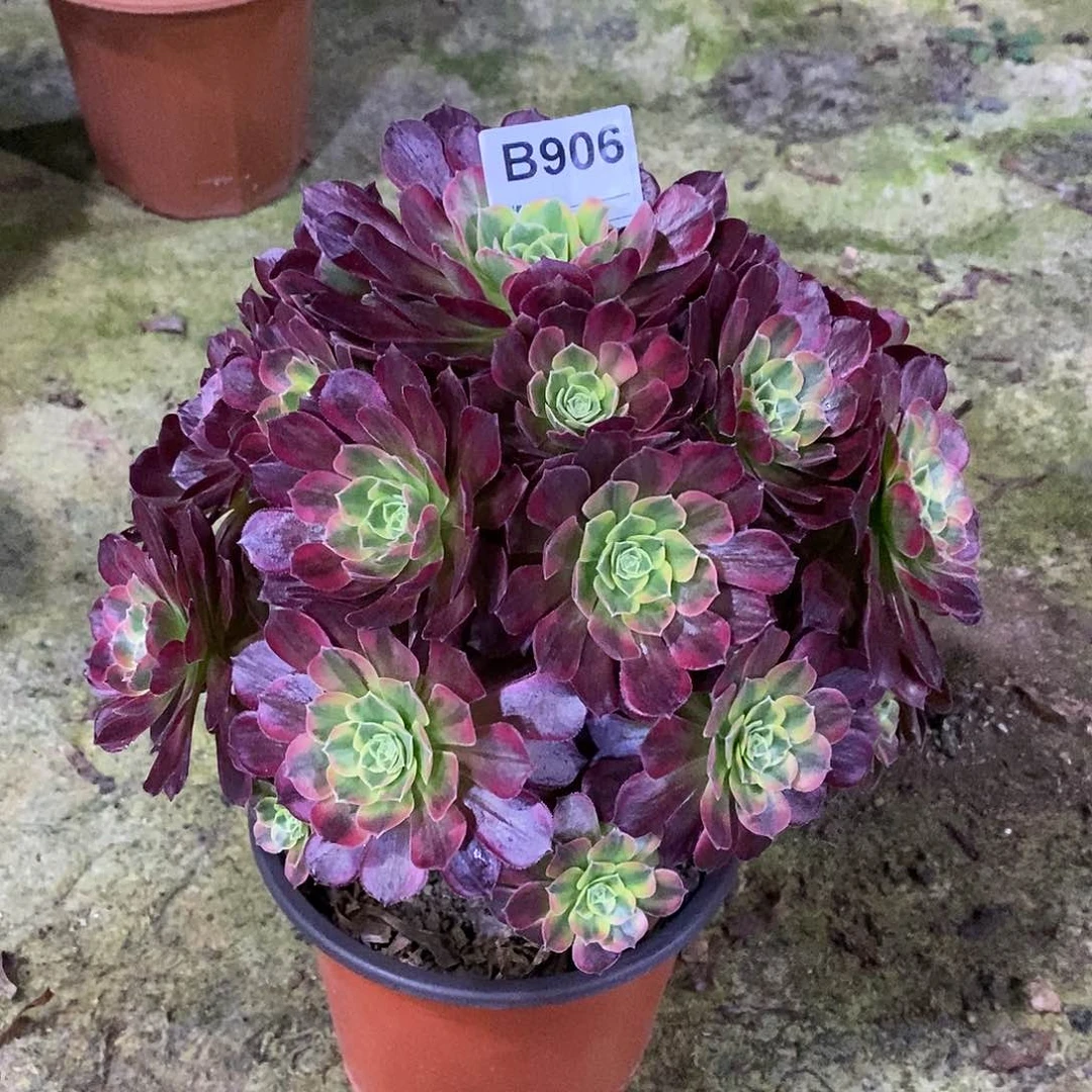 安娜多肉植物906