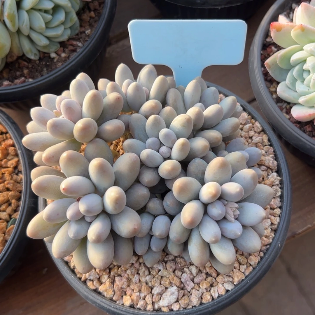 汤圆11111111111111111