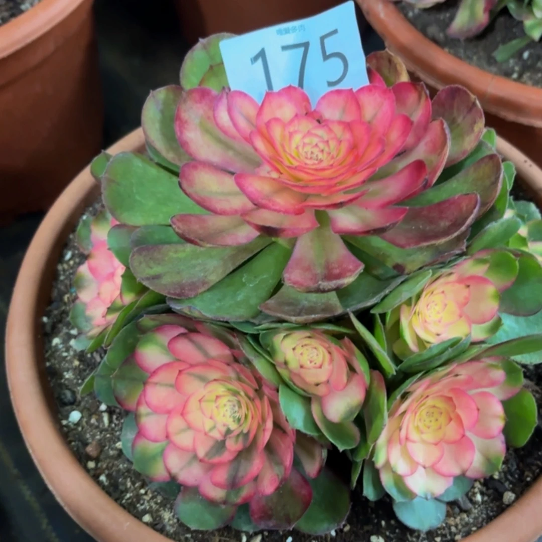 哈哈多肉葡萄福利175